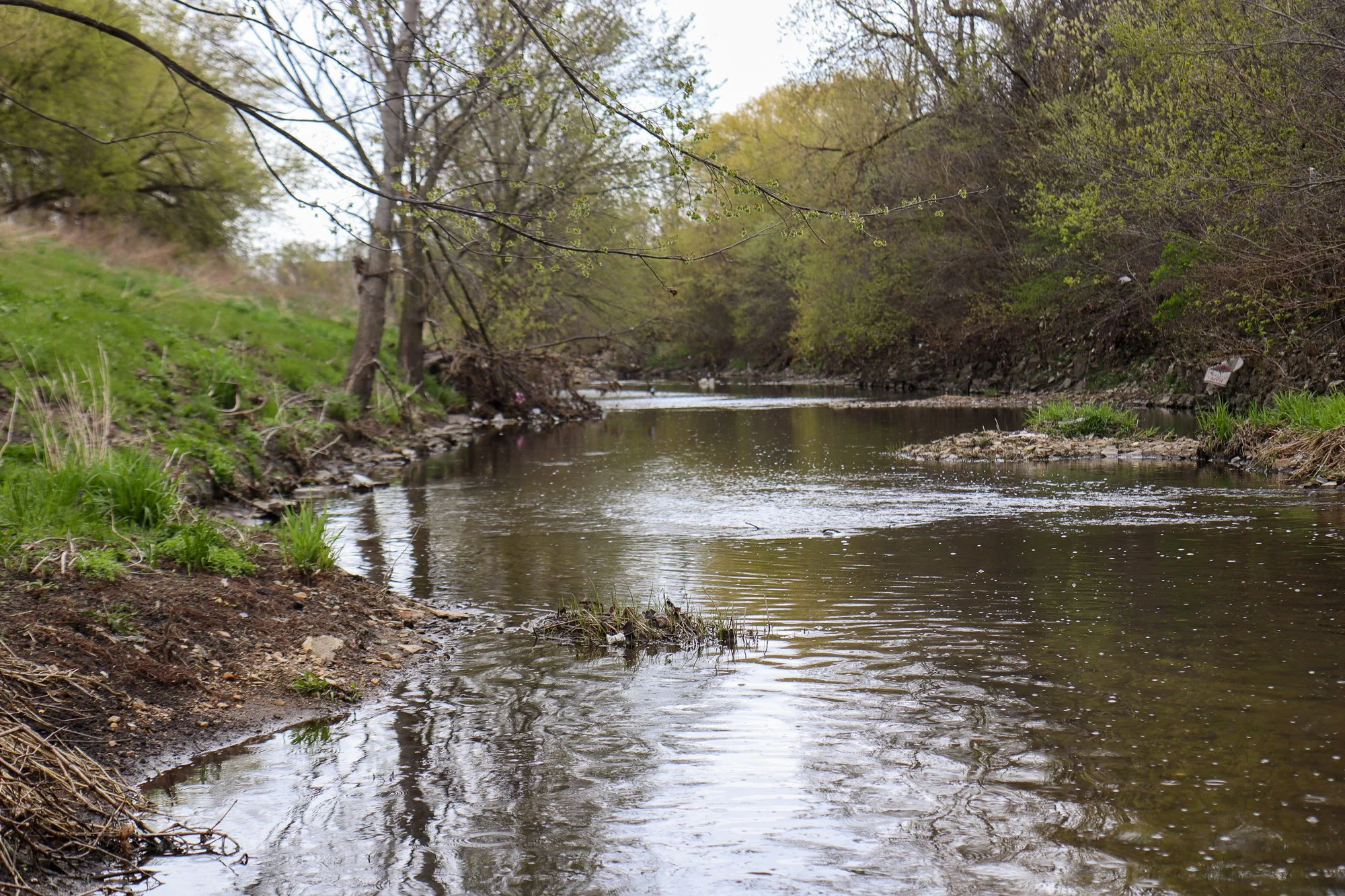 Adopt-A-River Cleanup Along Lincoln Creek