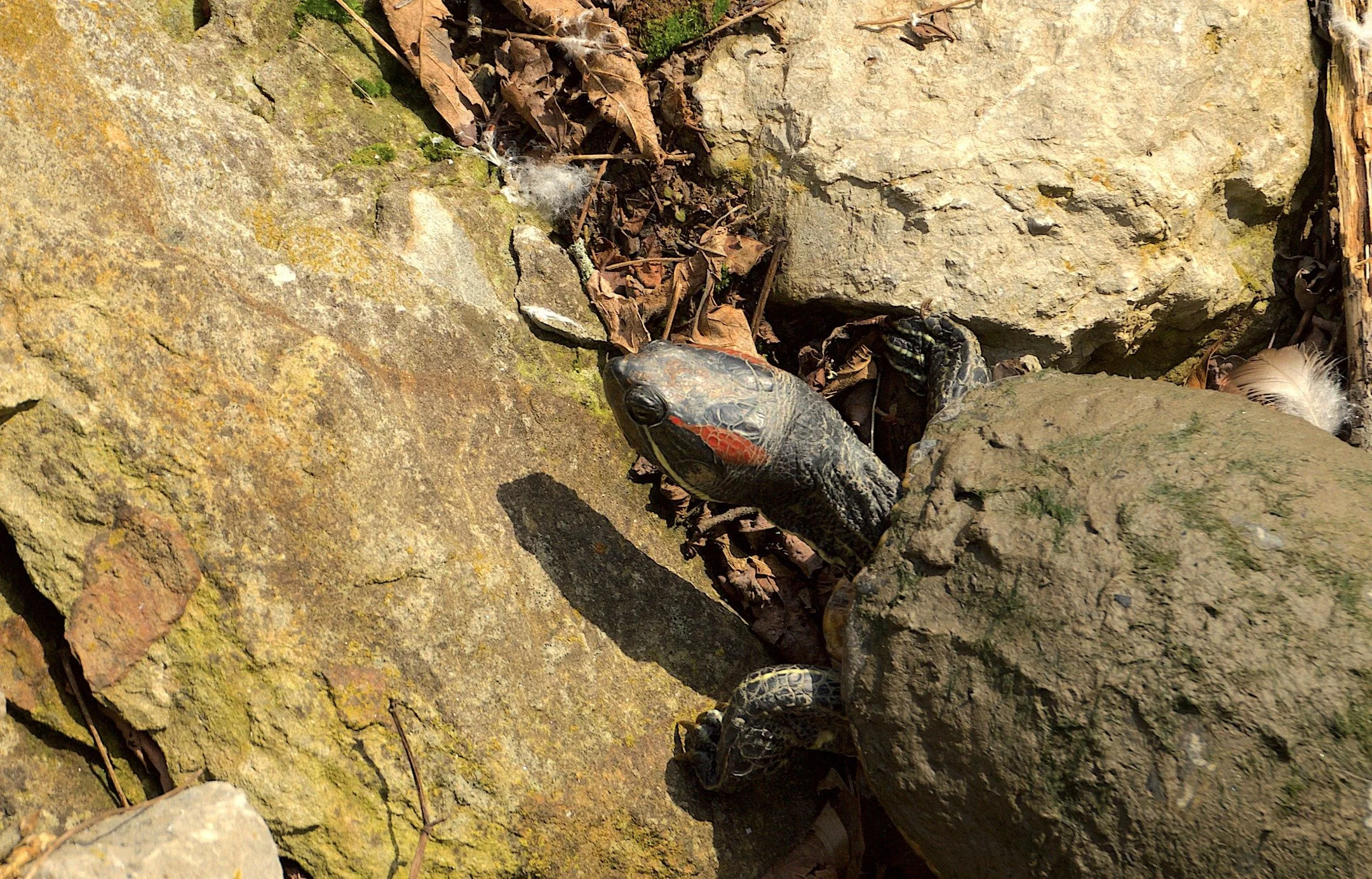 @alleghenycountyparks