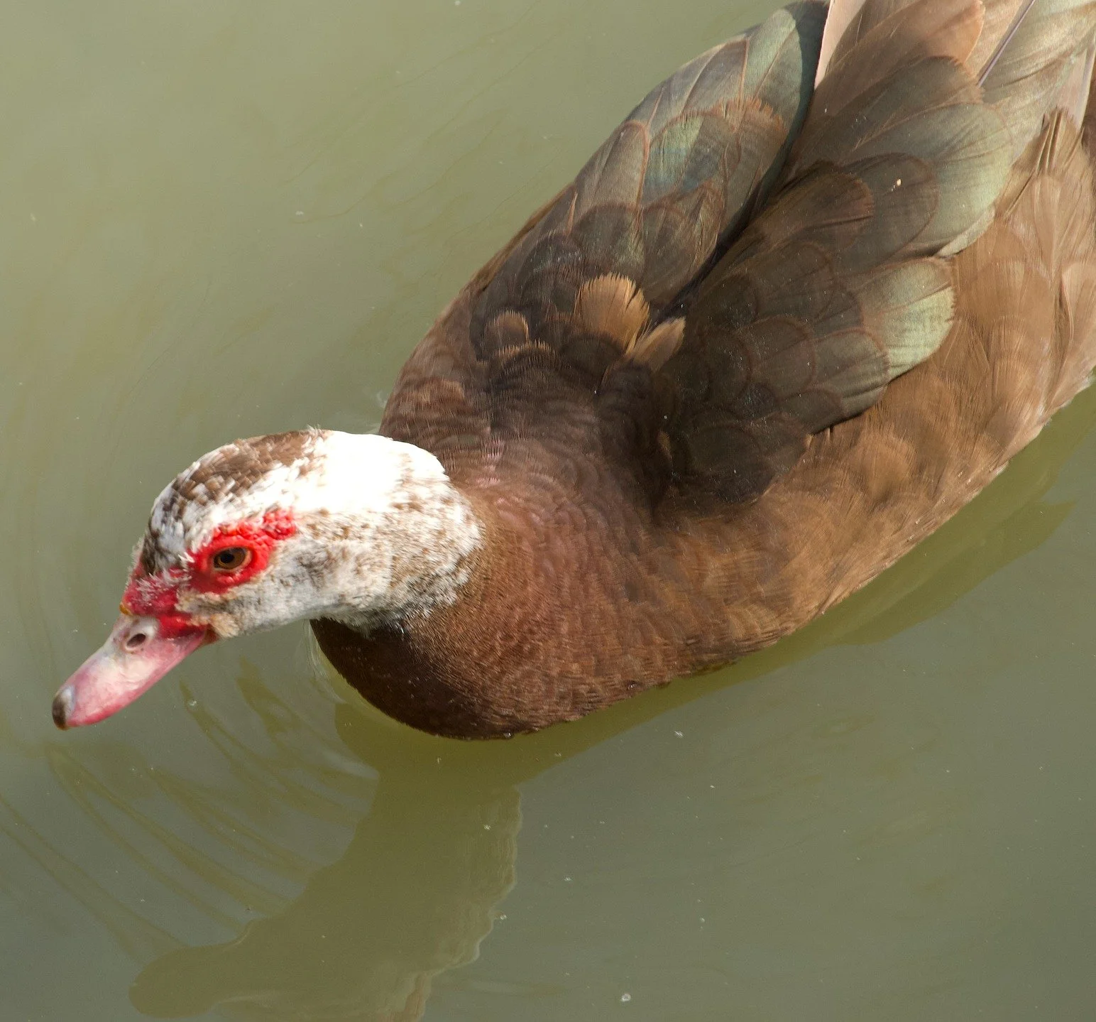 @alleghenycountyparks