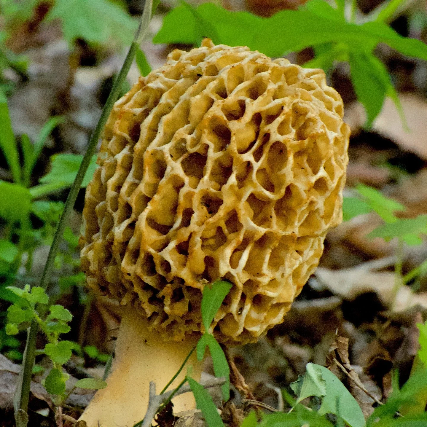 Happy Earth Day! #earthday #foraging