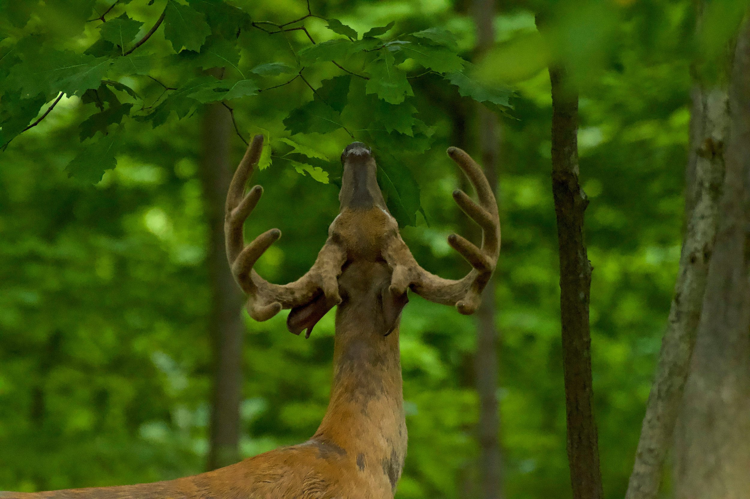 So fun doing the Nature Photography for Wellbeing workshop this morning at Frick Park with @pittsburghparks! Thanks to everyone who participated, and we'll hopefully get to do more of these soon. We got lucky enough to have this beautiful buck show u