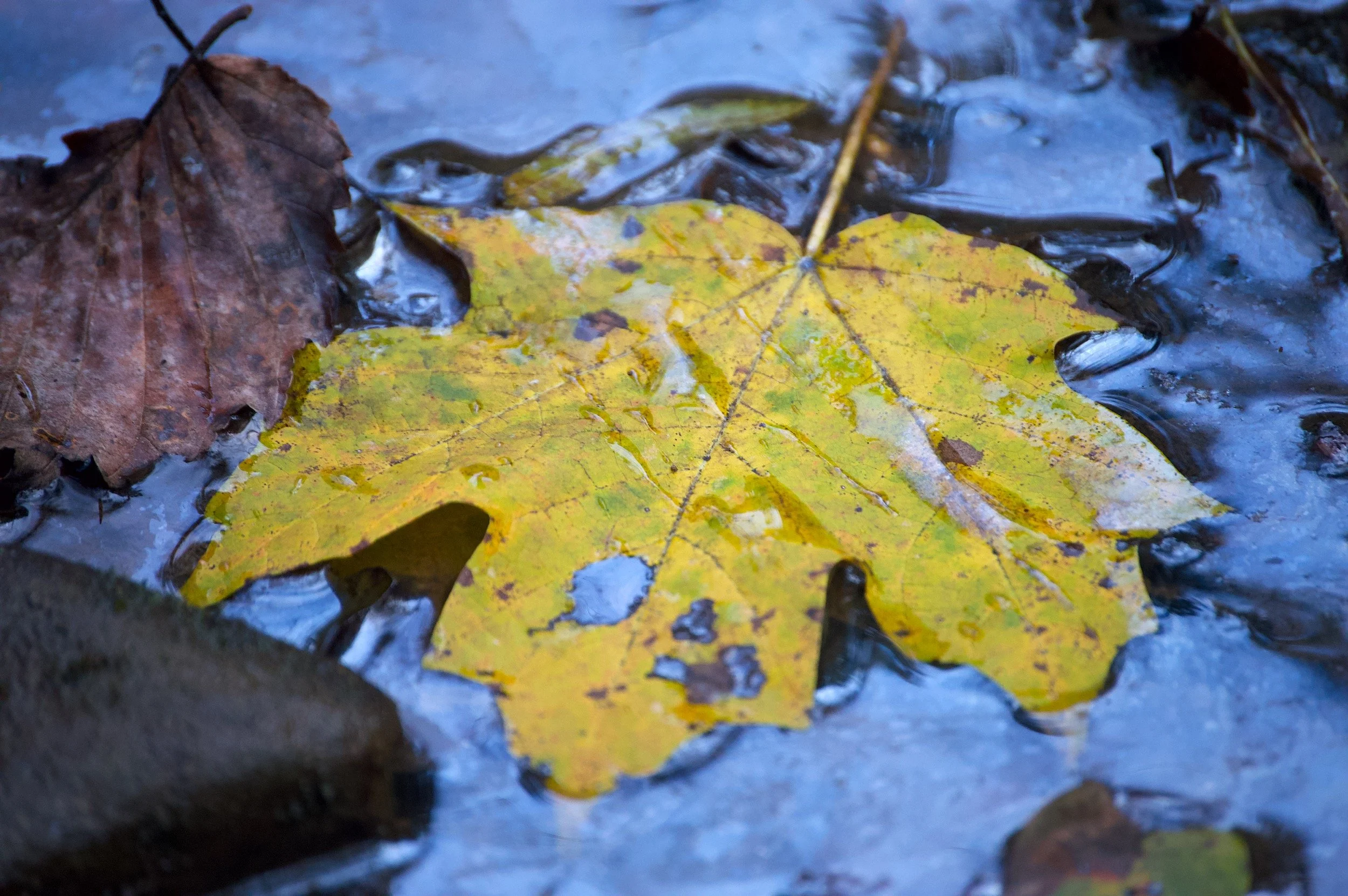 DSC_0373 copy.jpeg