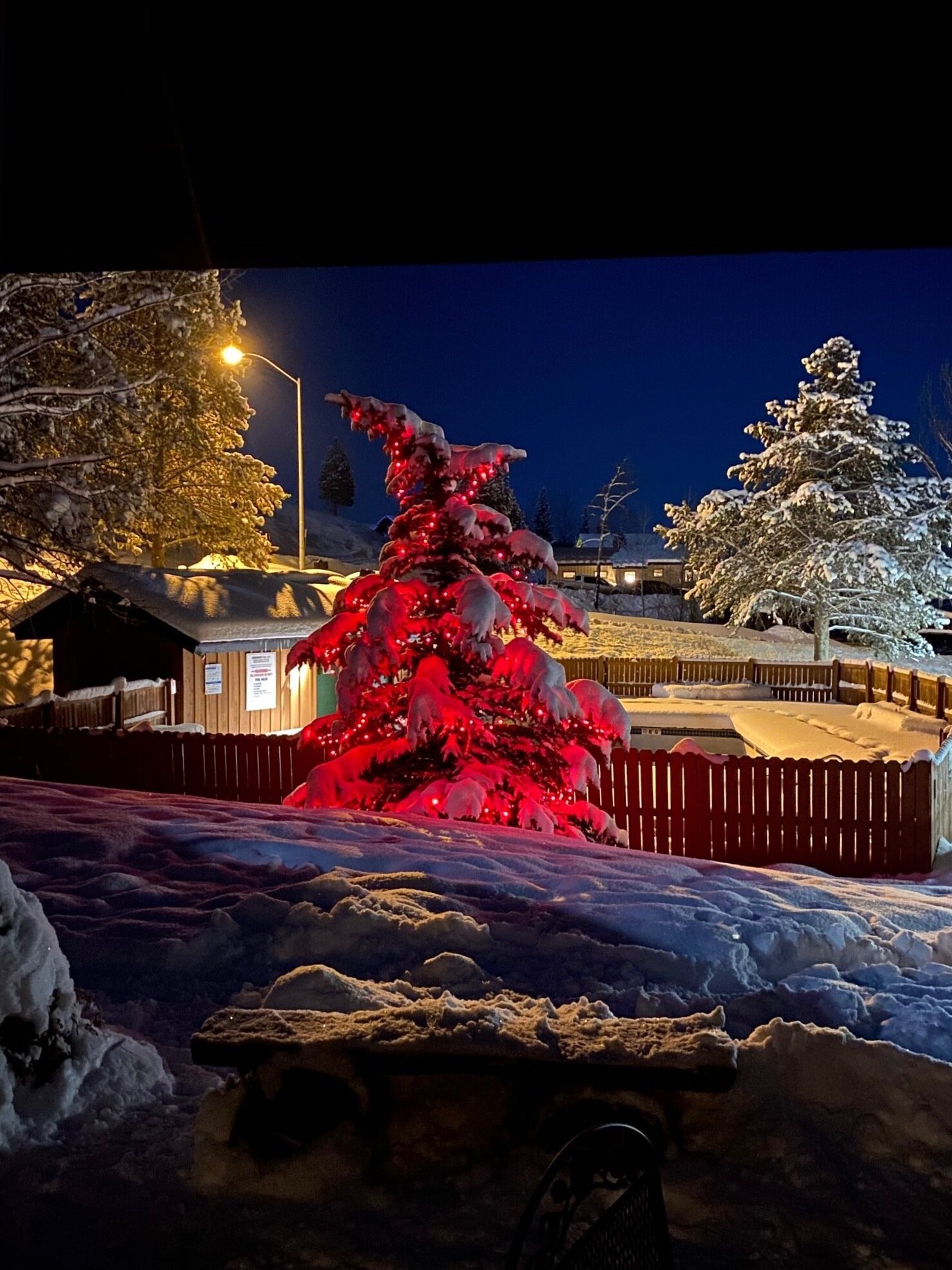 Tree+red+lights.jpg