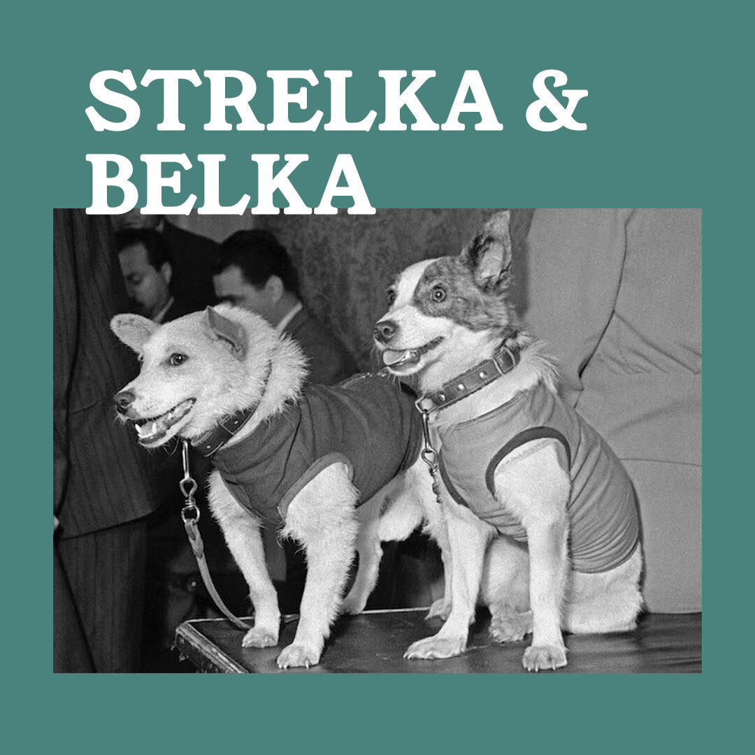 Today we celebrate #InternationalWomensDay by acknowledging some of history's heroic female dogs for their extraordinary contributions and services to humankind.🐾 

Strelka and Belka: On August 19, 1960, the two mixed breed dogs were on board the Sp