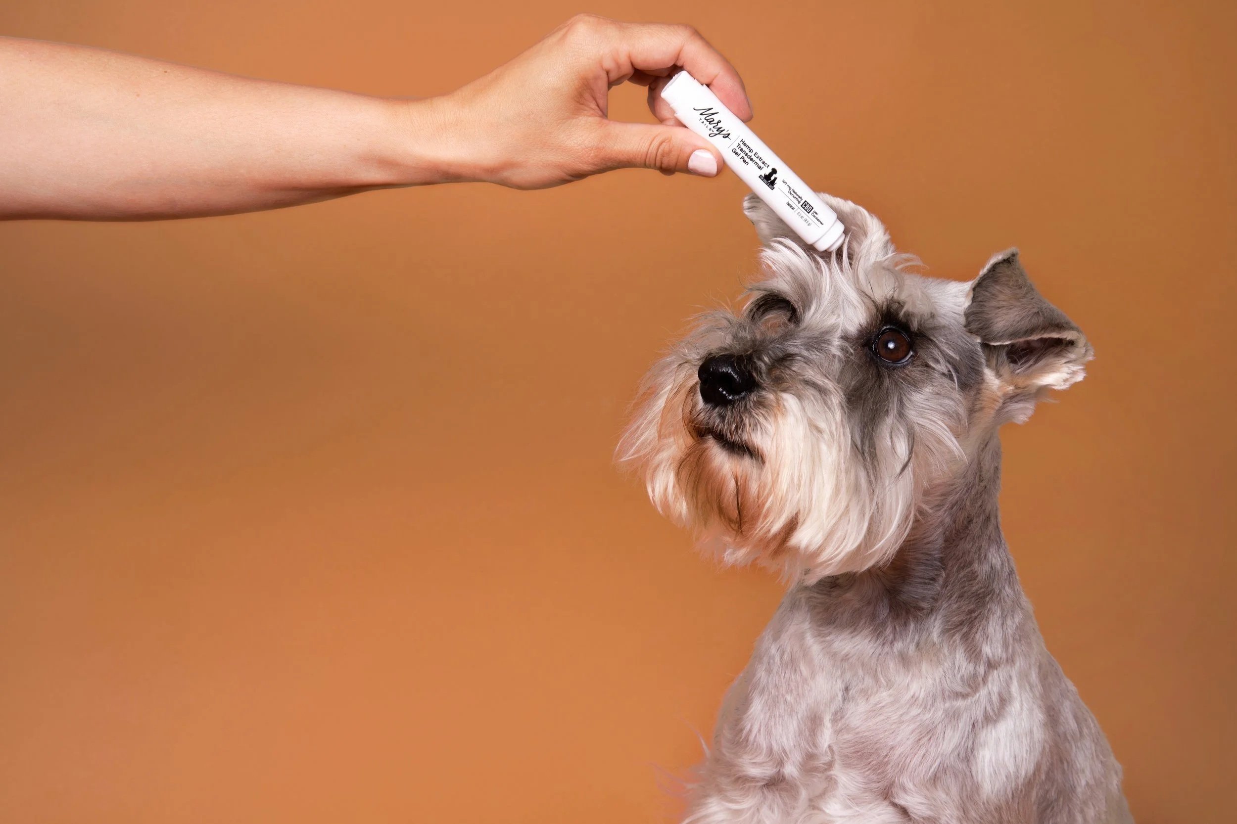 A person applying Mary's Tails gel pen to gray miniature schnauzer on an orange background