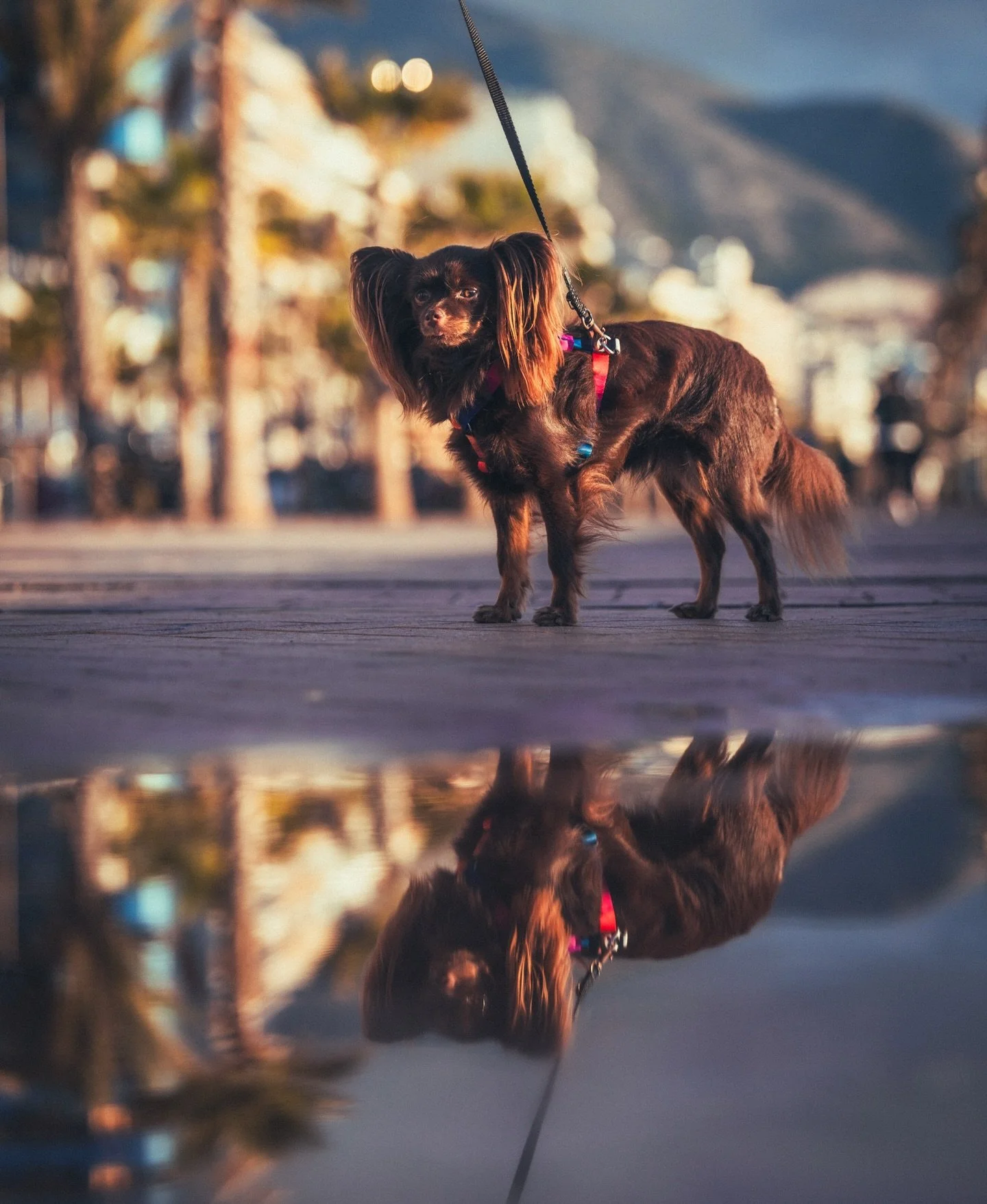 Morning walk 🌅

#fuengirola #costadelsol #beachdog #lellielli
