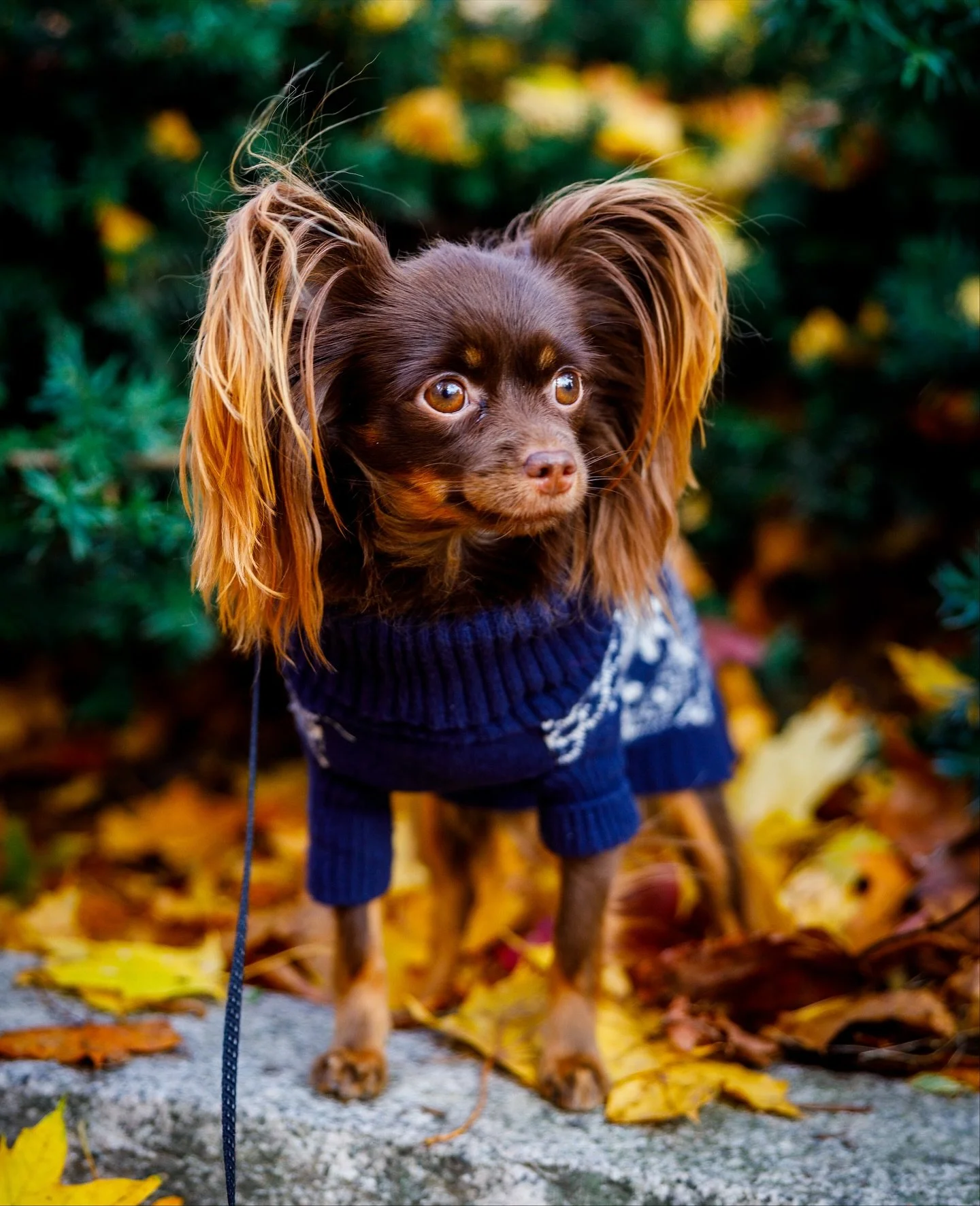 My autumn girl @toydog.elli 🥰🍁

In 9 days we&rsquo;re packing up &amp; flying back to Spain (for six months this time!), but until then we&rsquo;re making the most of these beautiful autumn days.