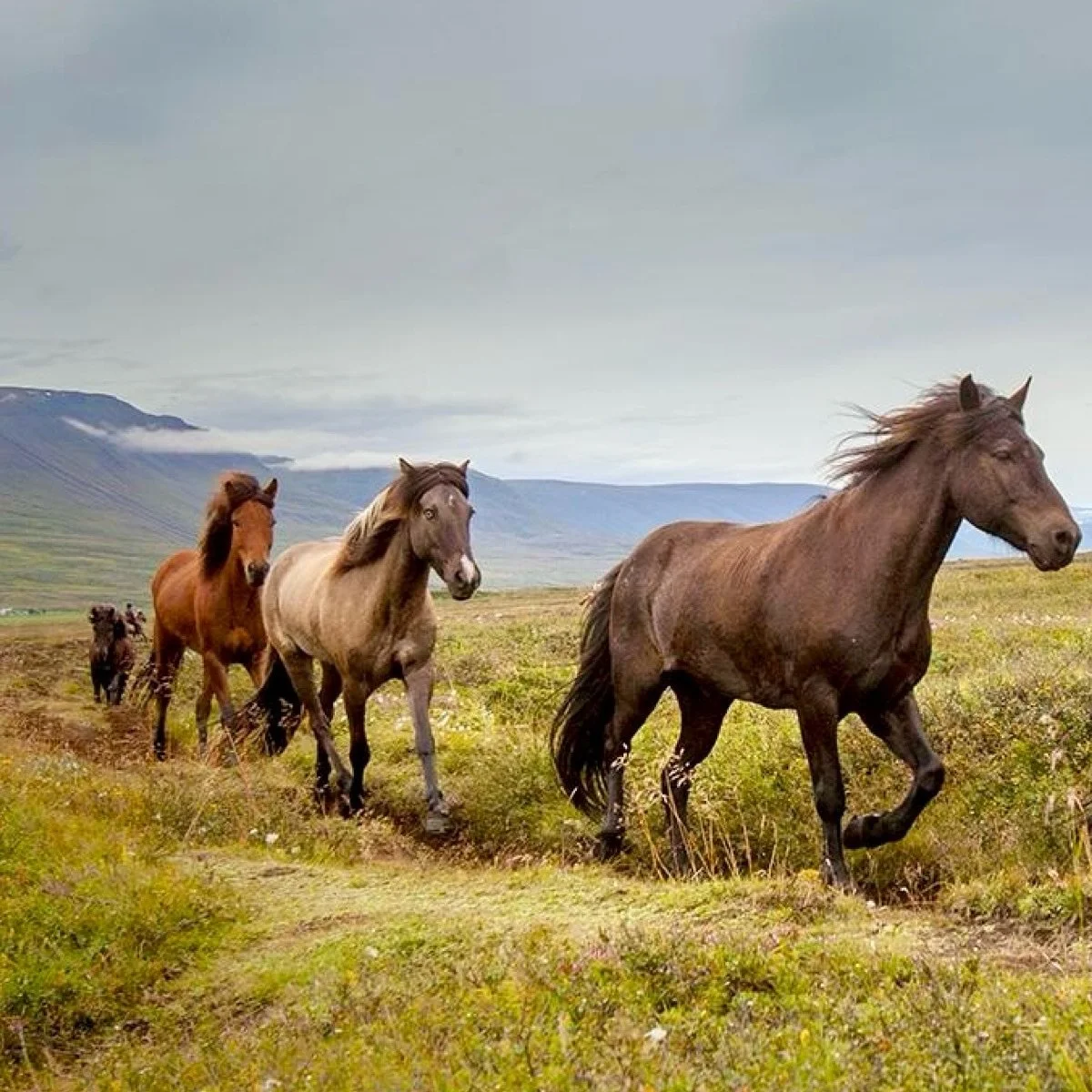 Throwback to one of the coolest experiences of my life: I was crouching in a field as a few dozen Icelandic horses thundered past quite close. The sound of their hooves, their breathing, the trembling of the ground&hellip; and my heart pounding almos