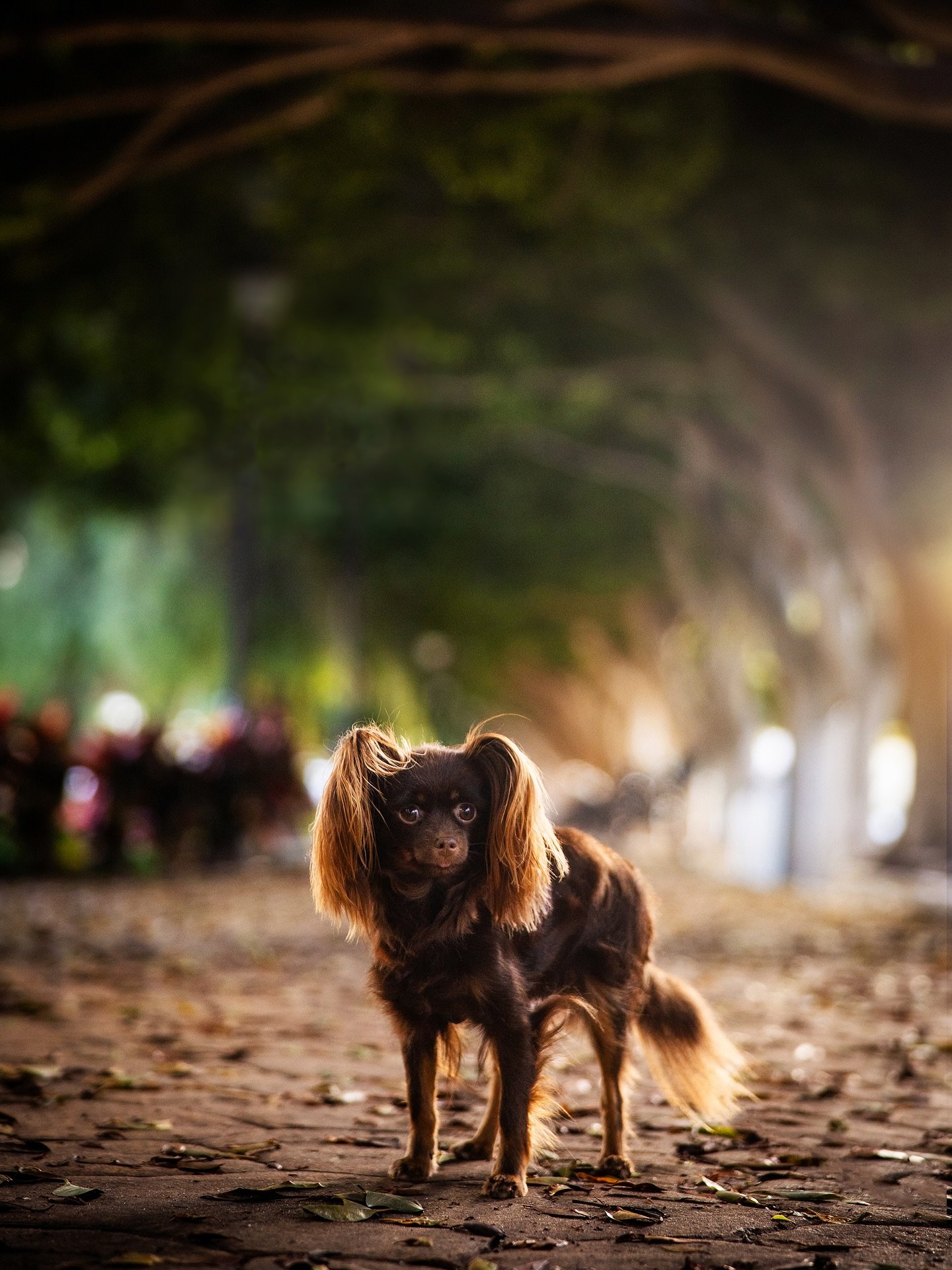 Elli Epsanjassa 🥰 / @toydog.elli in Spain 🩷

#toydog #lellielli #ven&auml;j&auml;ntoy #fuengirola #dogphotography