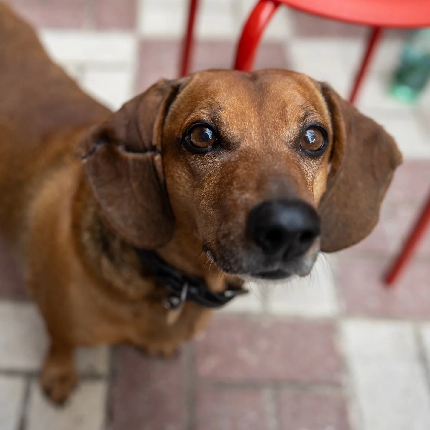 Recent woofs 🐾

#DogsOfFuengirola