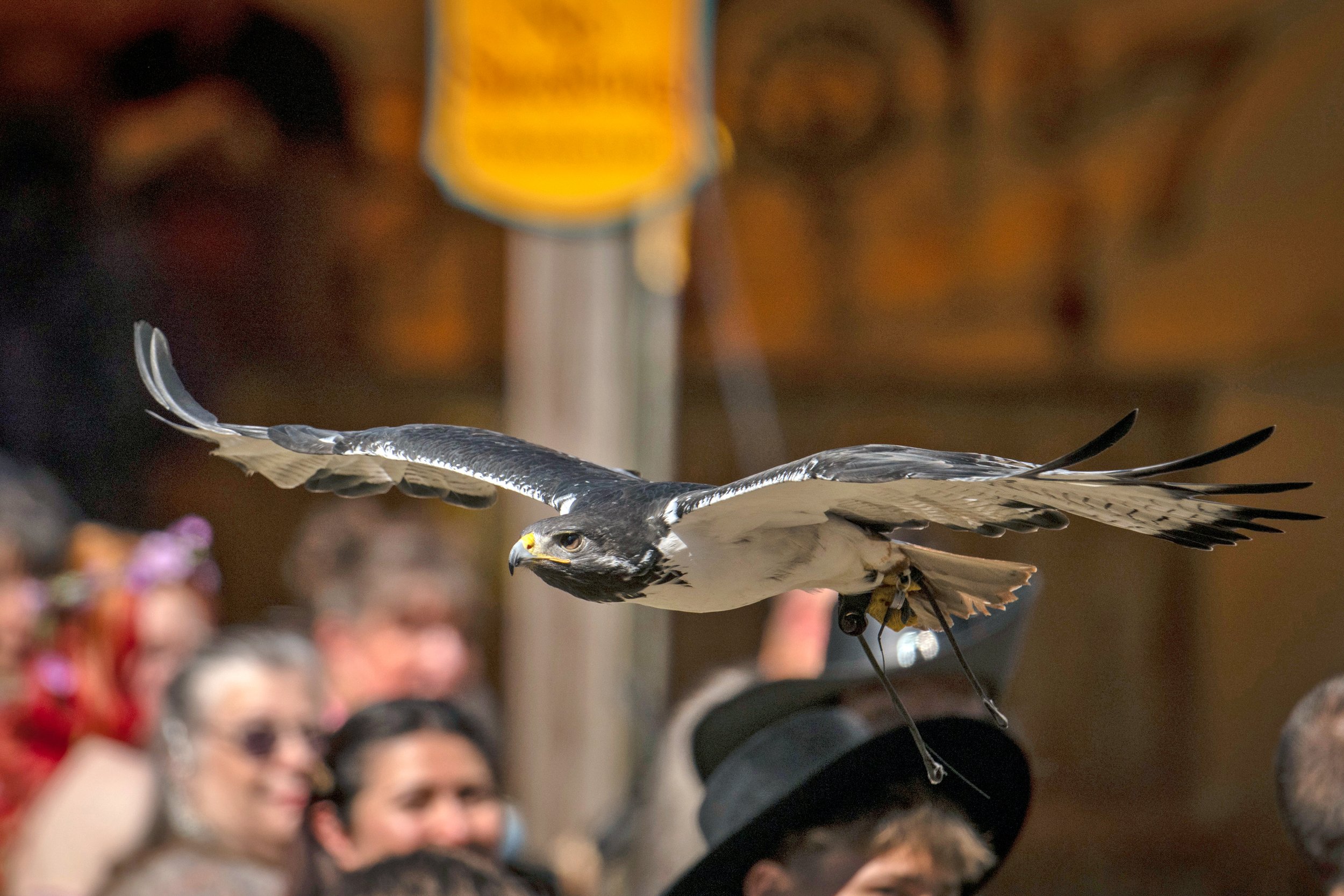Z9A_0374 - Brian King - Falconry.jpg