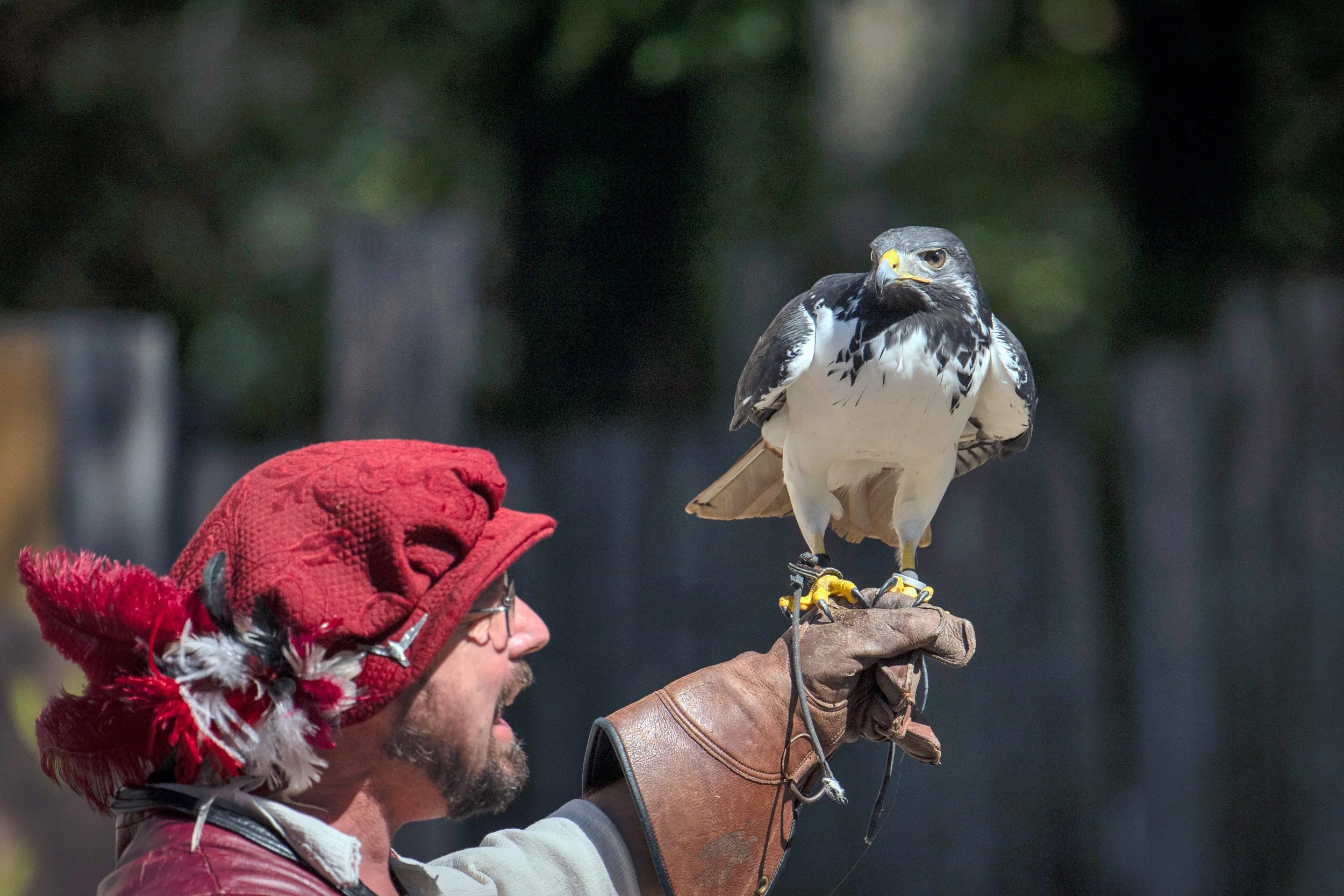 Z9A_0349 - Brian King - Falconry.jpg