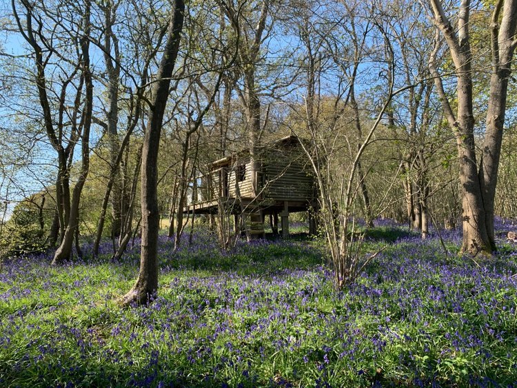 PLAYING IN THE TREEHOUSE