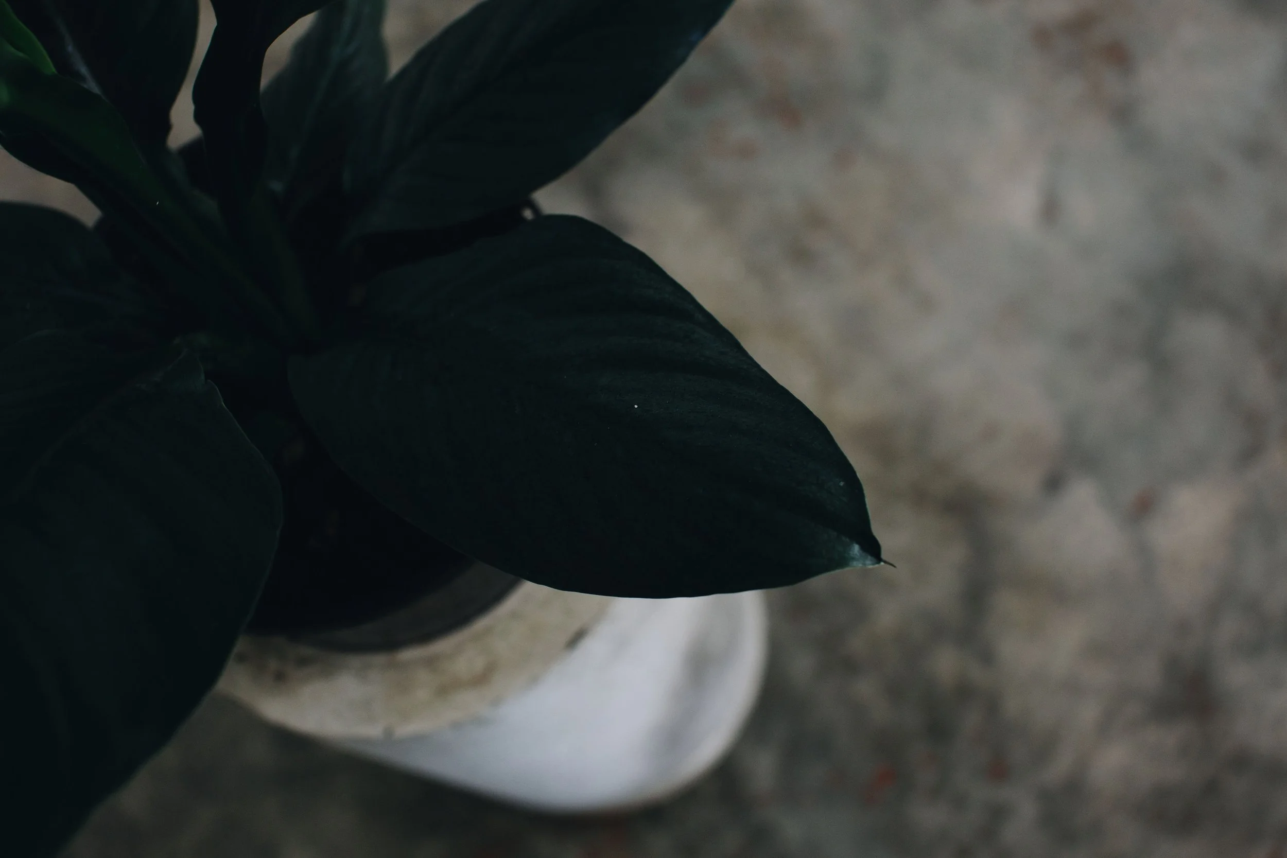 028A7433.jpg