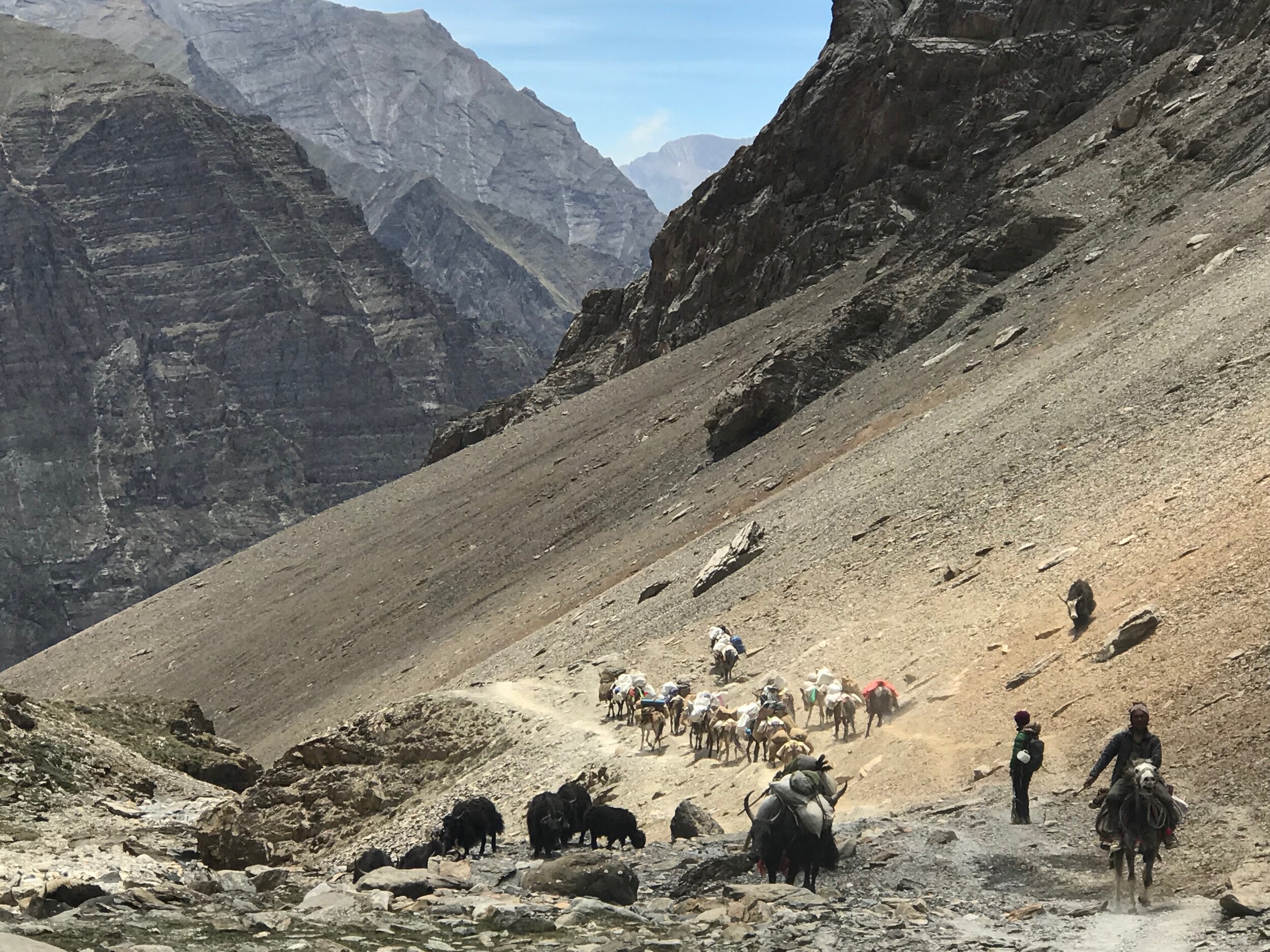 30 Yaks and Mules in upper Dolpo Section 6.jpg