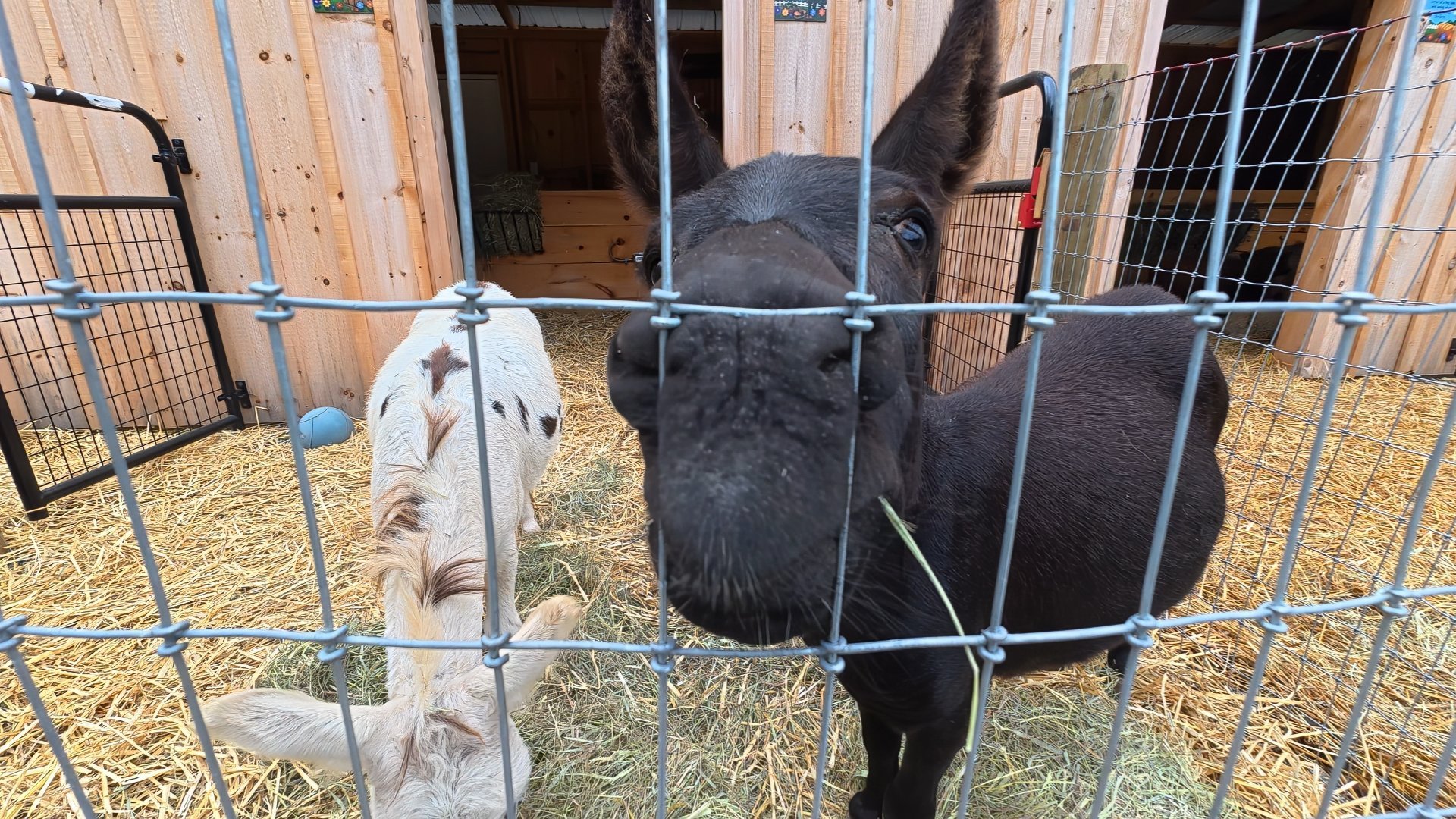 08-corn-cob-acres-farm-animals.jpg