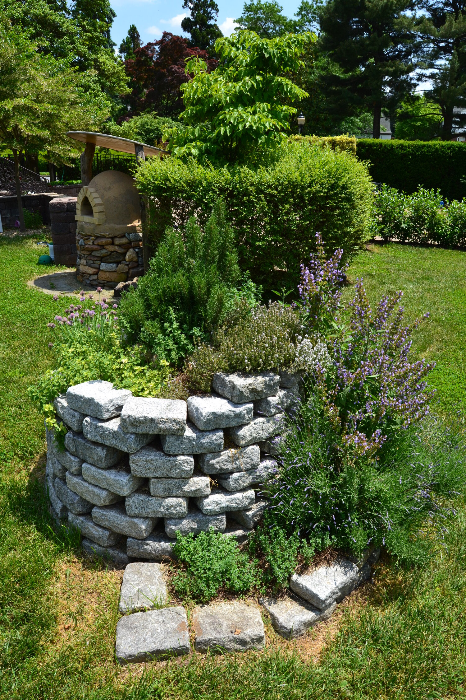 Herb spiral using found field stone – popping with first seasons growth!