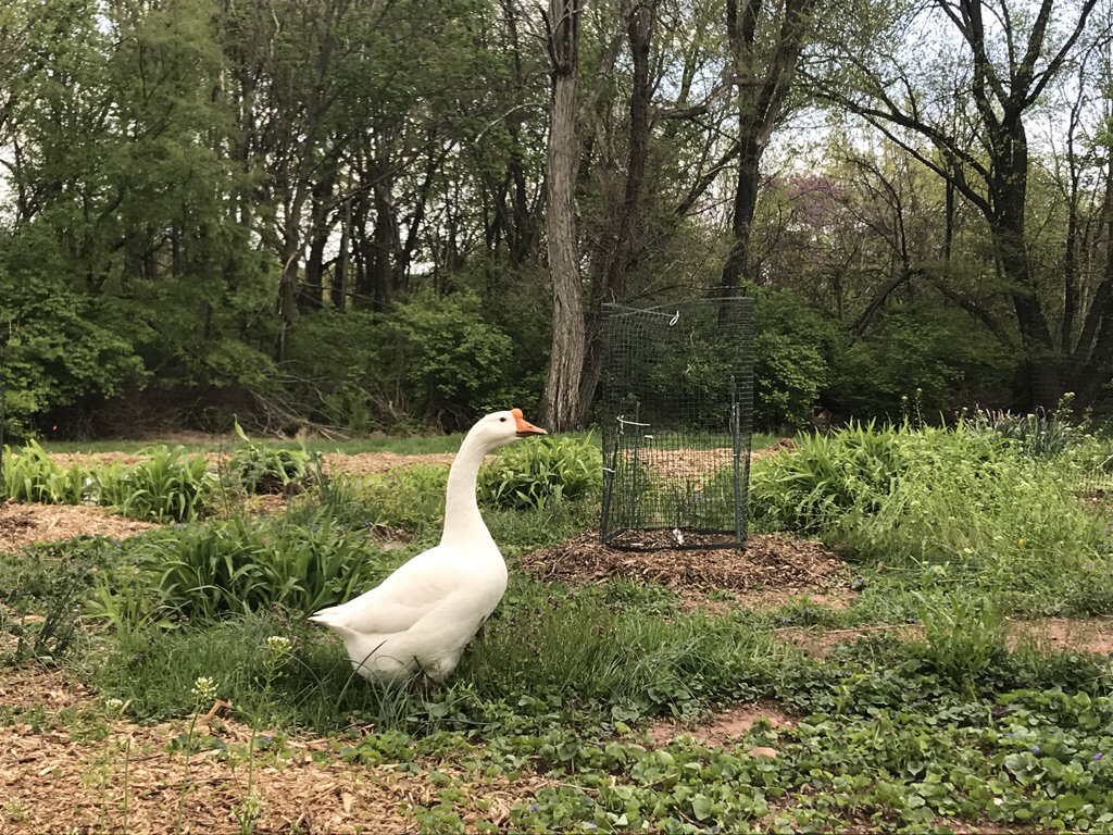 Goose in young food forest, Taylor Logsdon