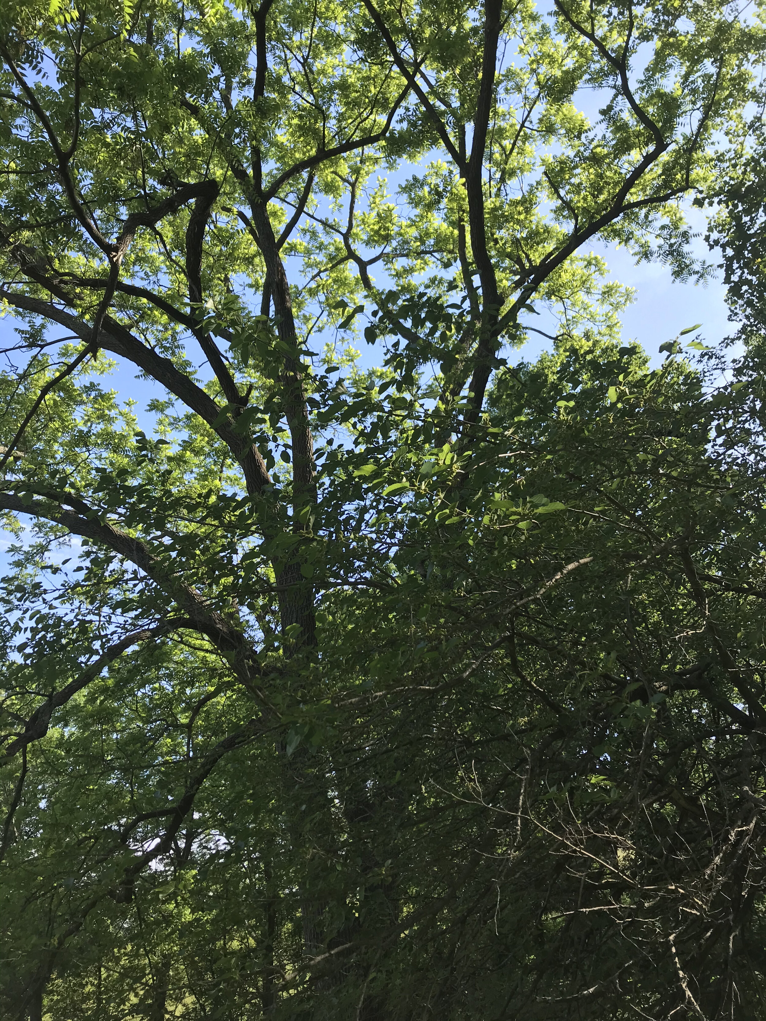 Mulberry growing and fruiting under mature black walnut, Taylor Logsdon