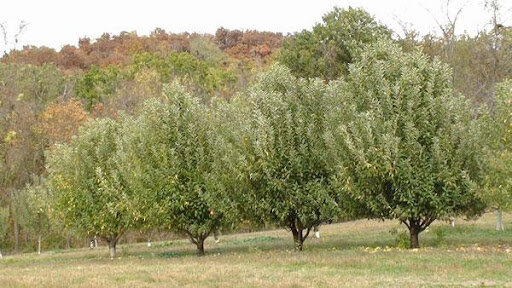 See the consistency in size and shape of these grafted fruit trees?  Image credit: Stark Bro’s