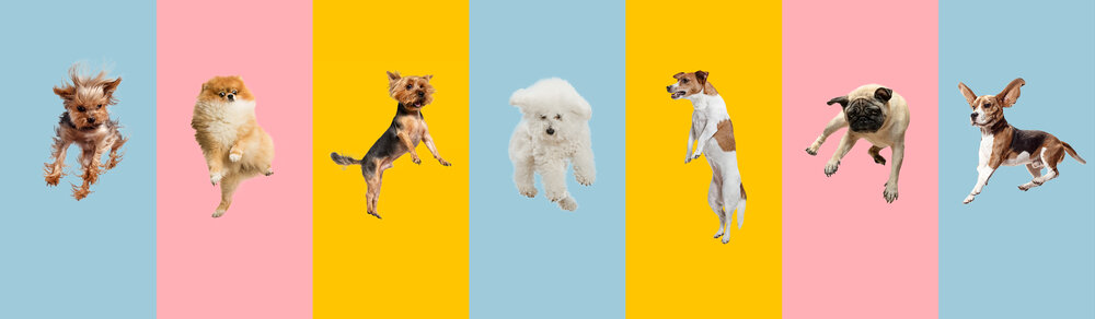 BringFido: A No-Cost Pet-Friendly Reservation Service — Seneca College Hospitality BringFido: A No-Cost Pet-Friendly Reservation Service — Seneca College Hospitality