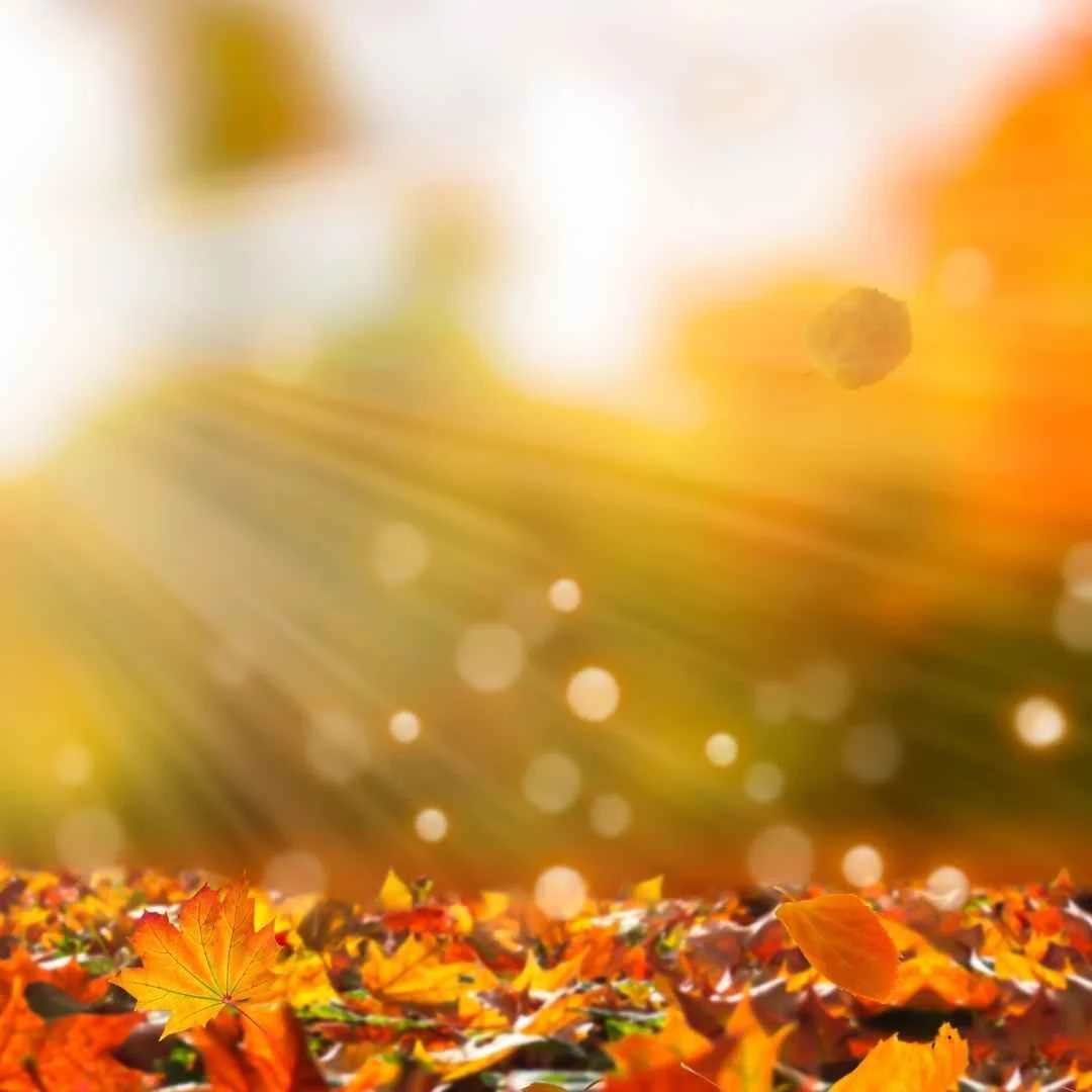8&nbsp;Esthetician&nbsp;Fall-Themed Social Media Post Ideas