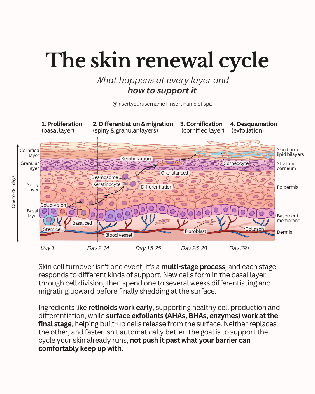 skincare-illustration-content.png