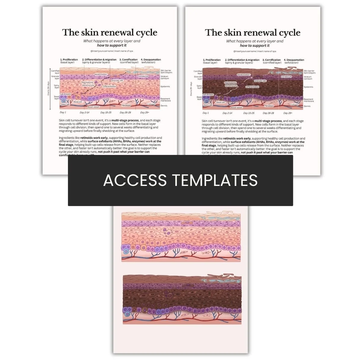The skin renewal cycle Science Illustration Graphic