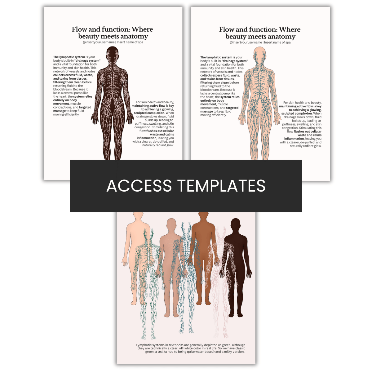 The lymphatic system Illustration