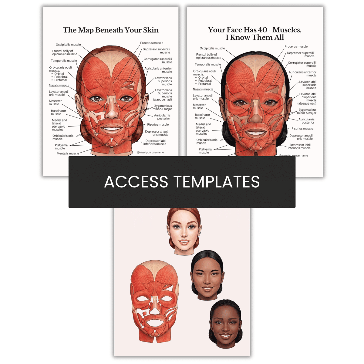 Facial Muscles Illustration