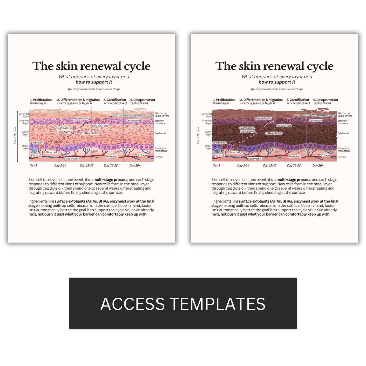 The skin renewal cycle Illustration