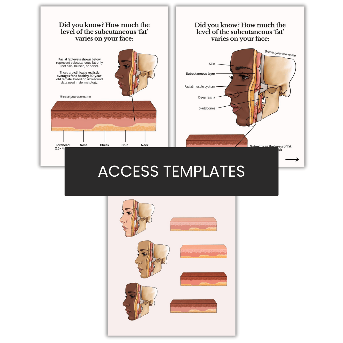 Skin Anatomy 'Subcutaneous fat’ Illustration