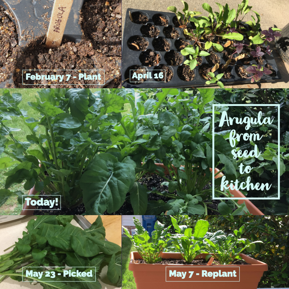   Instagram Post from May 30:  Arugula grown in North Carolina, from seed to kitchen 