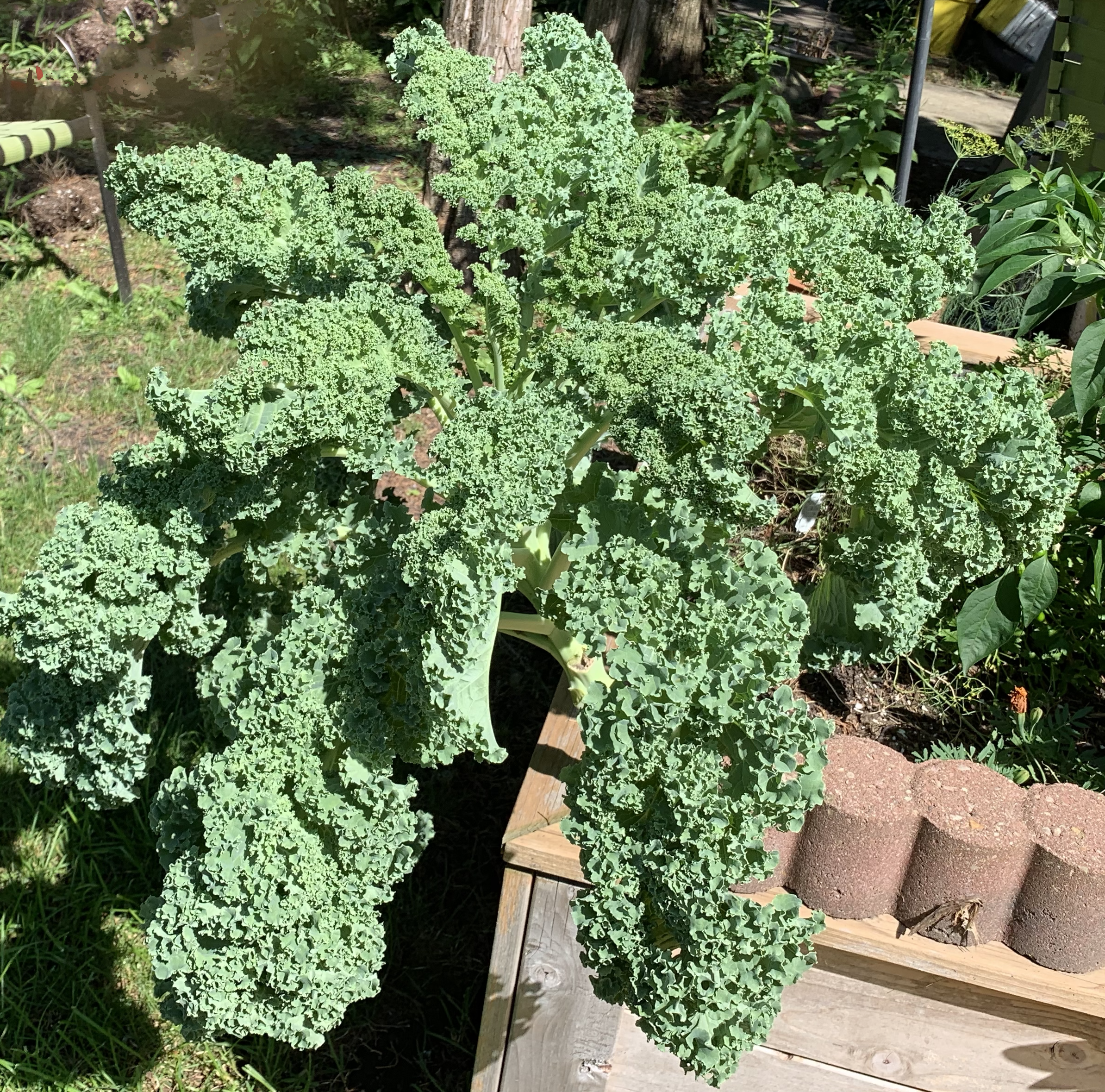  Kale growing in Elmhurst, IL 