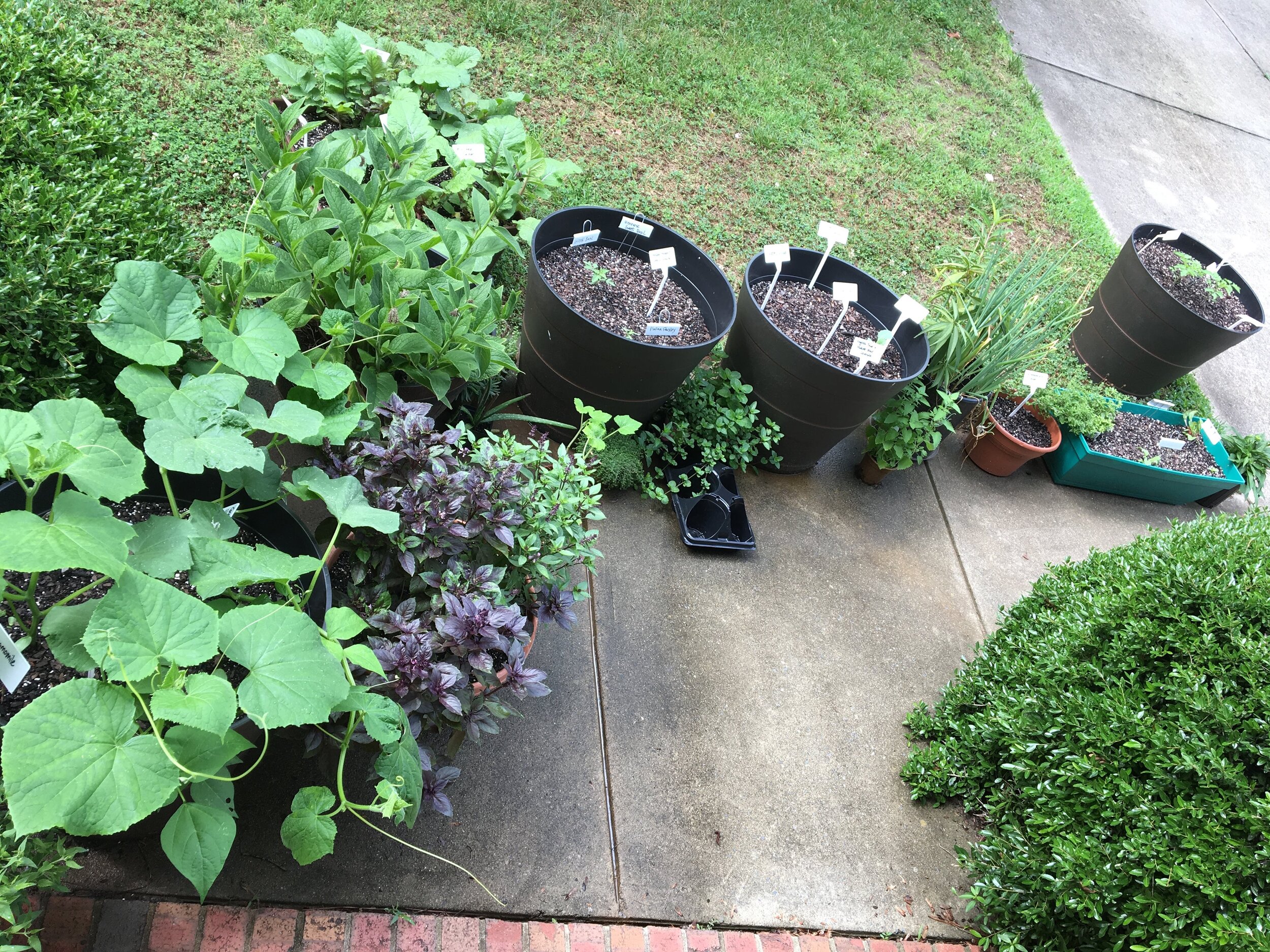  Gardening in containers in Durham, NC 