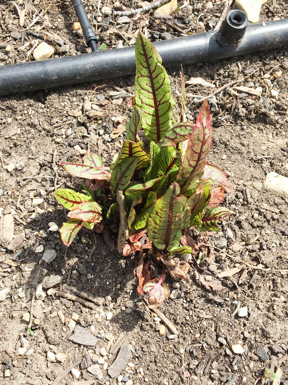  Red-veined Sorrel (and the watering system) 