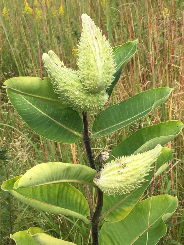  Milkweed and its pods, a critical plant for monarch butterflies. 