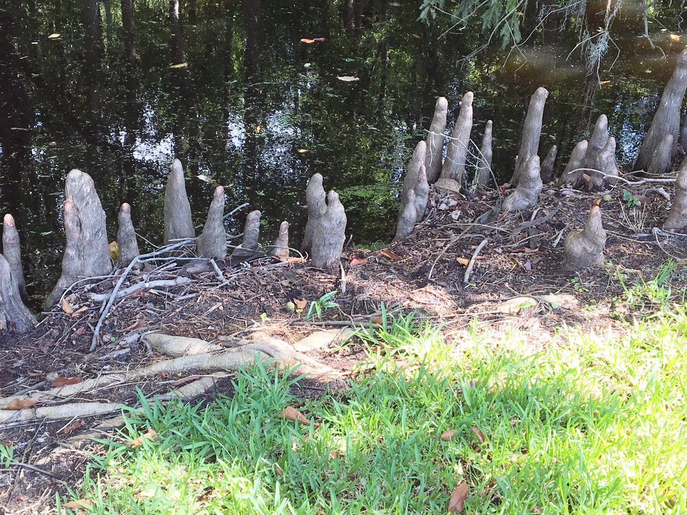  “Knees” of cypress trees at Lake Waccamaw, NC 