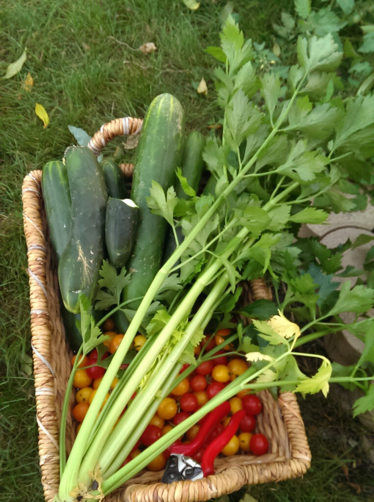  An October harvest of celery, cucumbers, and tomatoes. 