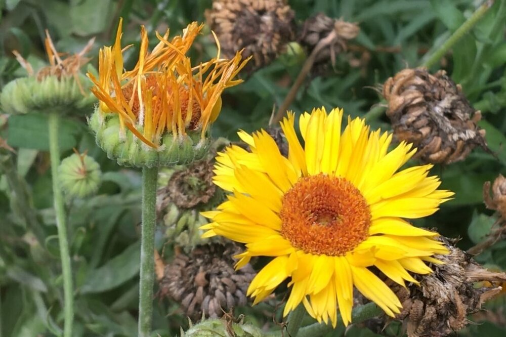  Calendula is traditionally used both as a culinary and medicinal herb. (Note the brown seed heads ready for saving in the background.) 