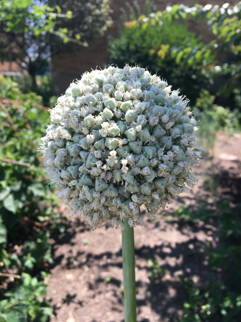  Onion Flower  Onion flowers—and the flowers of their relatives leeks and chives—repel many insects in the vegetable garden, including slugs, aphids, carrot flies and cabbage worms. Plant them near your cabbages, as well as near the crucifers, tomato