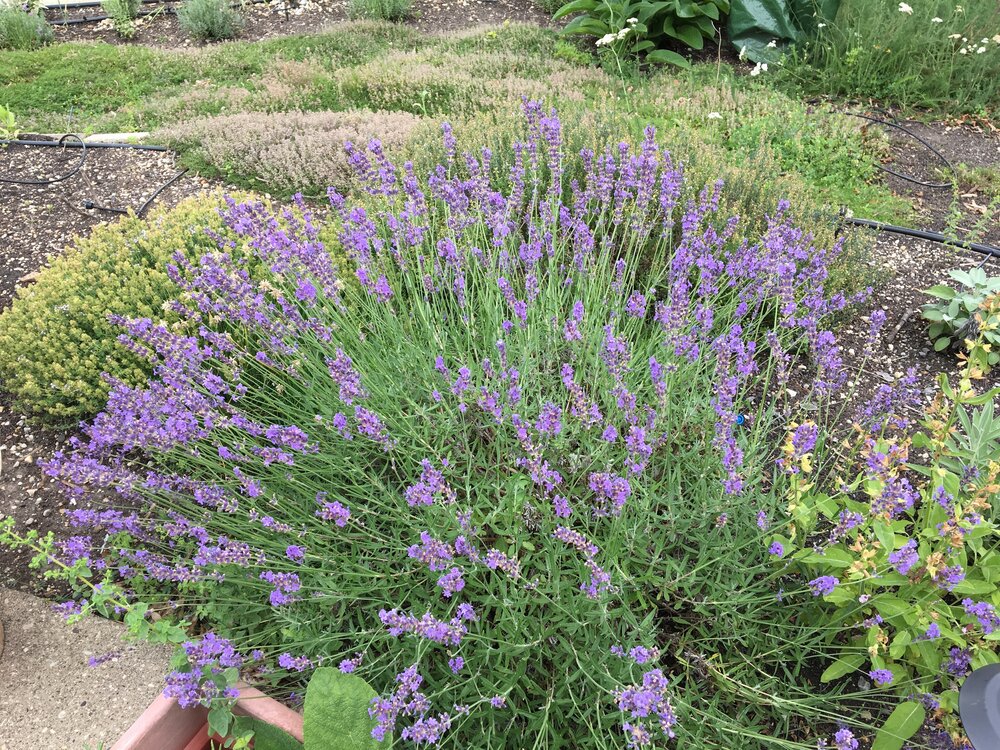  Lavender  Plant lavender near your cabbage, cauliflower and rue. You can also plant it around the base of fruit trees to deter codling moths. Lavender will also help repel fleas and ticks, and even mice! 