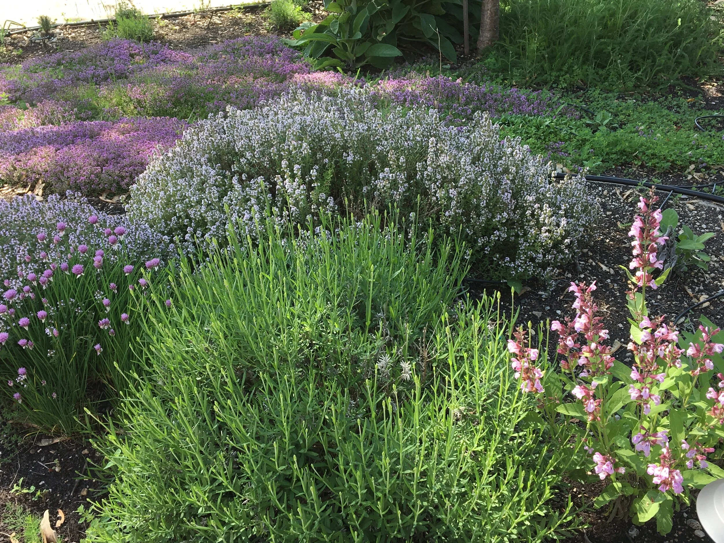  Herbs from the front garden. 