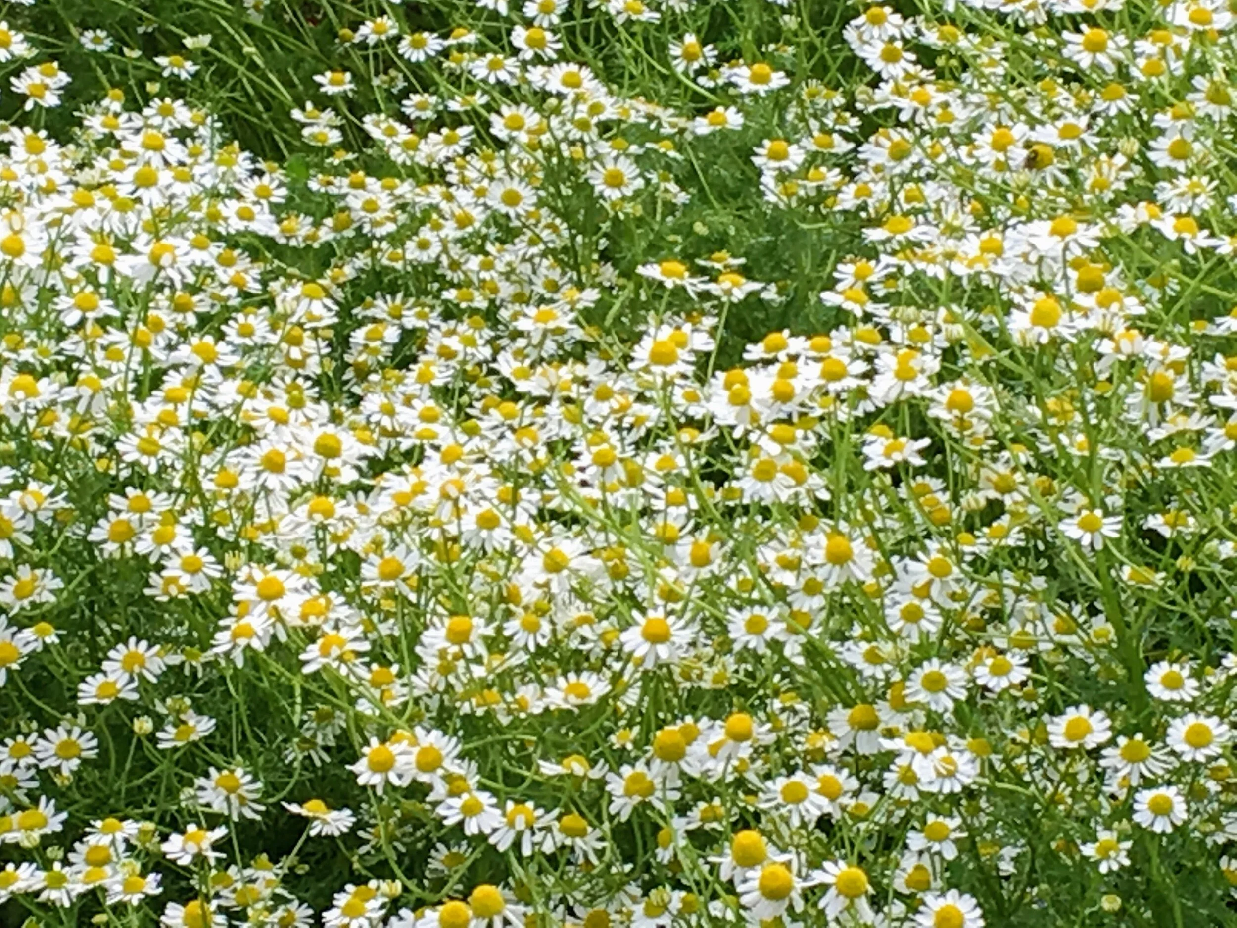  Chamomile 