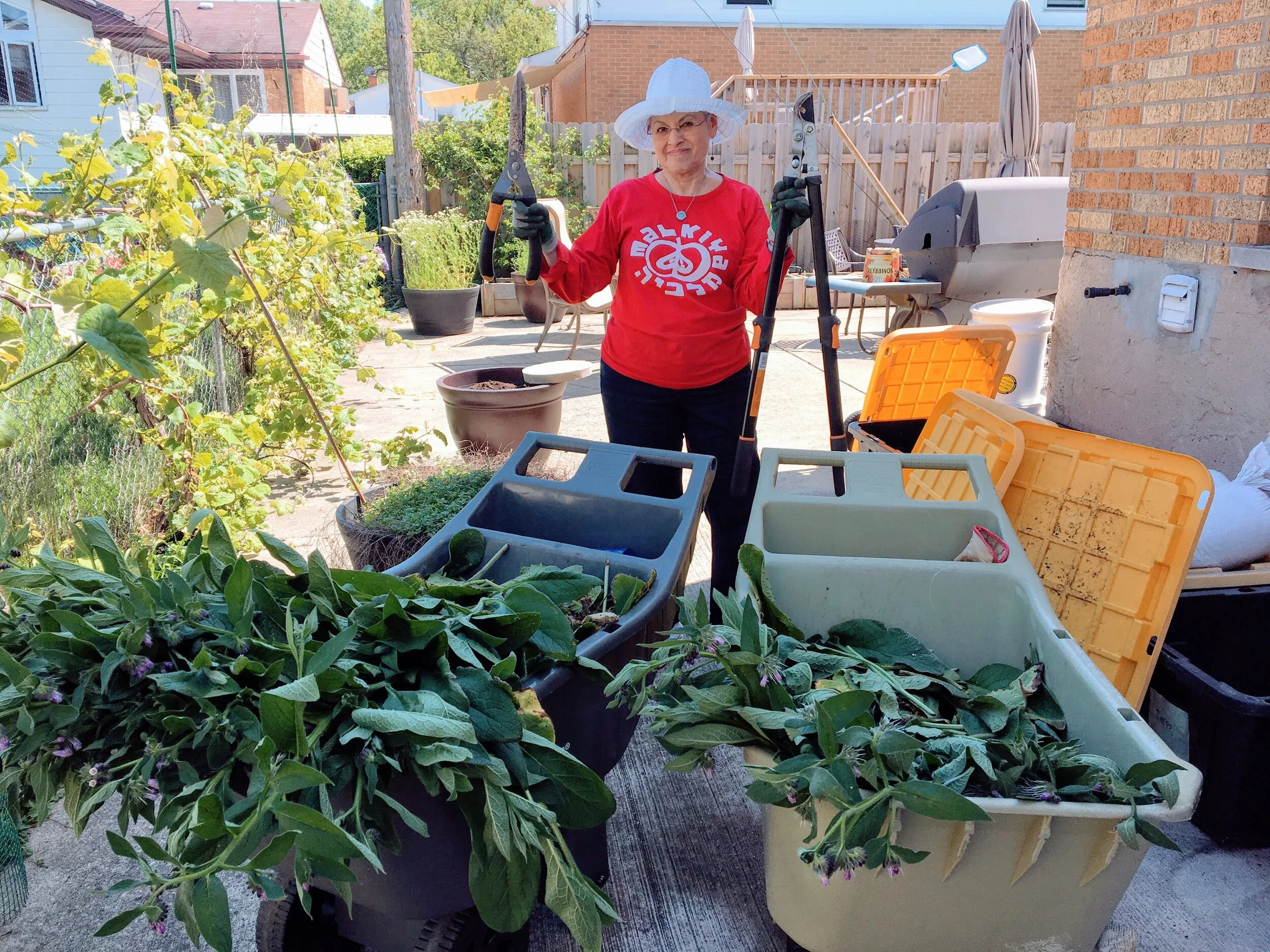  Preparing comfrey tea fertilizer. 