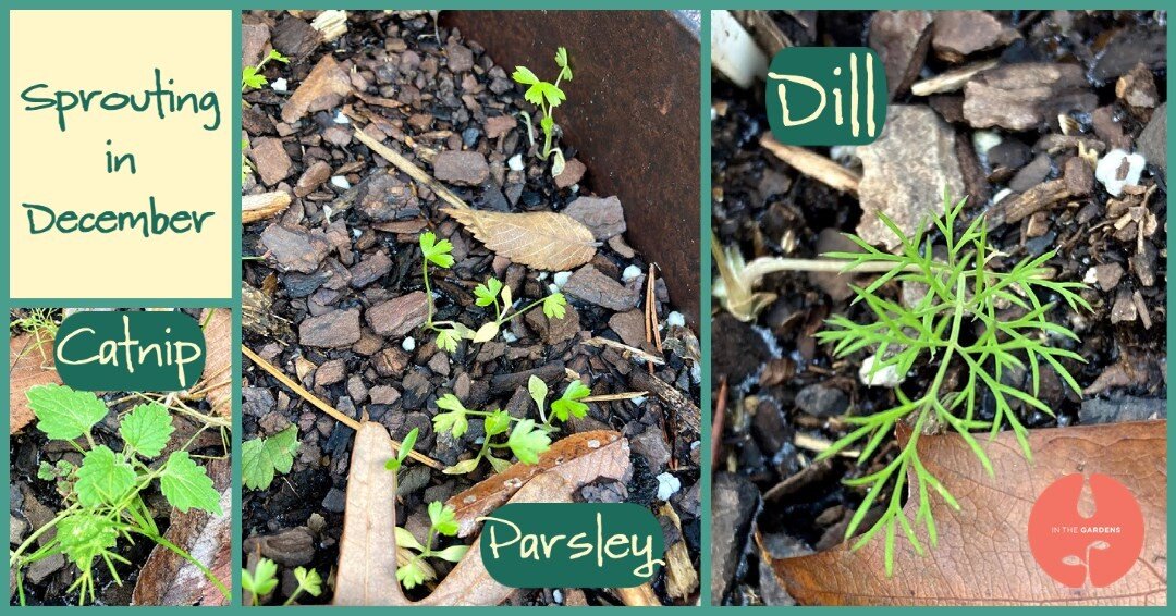 Winter Wonders: Sprouting even in freezing temperatures!

Last couple of nights have seen temps in the 20s, yet our seeds go right on pushing up! The catnip and dill are volunteers from this past summer's plants. We planted the parsley from our own s
