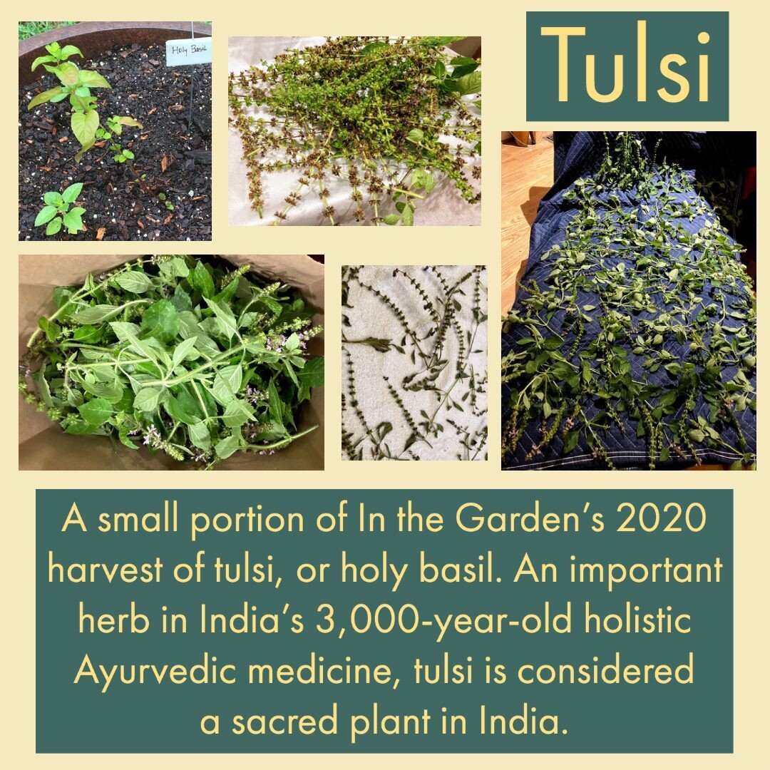 Tulsi, or holy basil, is a plant that has many implications for health and well being in Ayurvedic medicine. In India its wide use includes treating insect bites, reducing inflammation, easing headaches and fever, and more. Here at In the Gardens we 