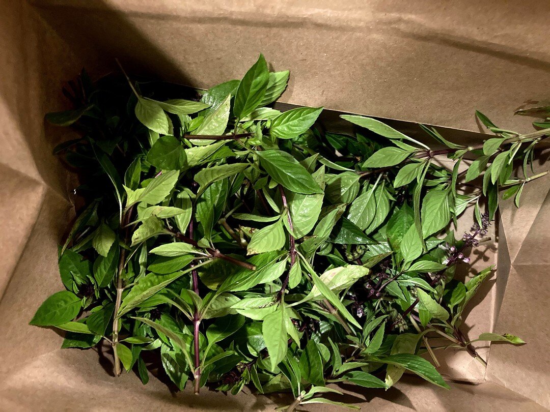 Thai basil has a taste that hints of cinnamon and anise. These plants did well long after other basil varieties in the heat of summer. And they made amazing pesto. We tried two varieties this year - both dairy free. One with pine nuts and the other w