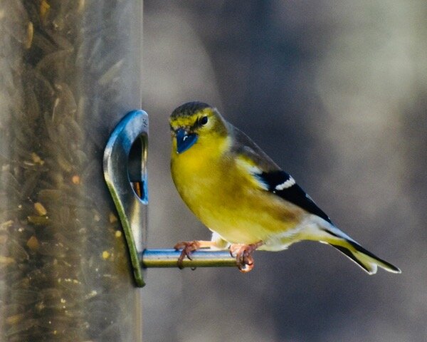 Goldfinch at the winter feeder photo:Janet Kreiger