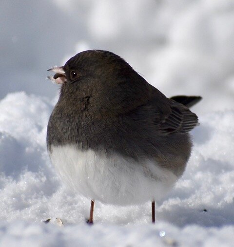 Winter Junco Photo: Janet Kreiger
